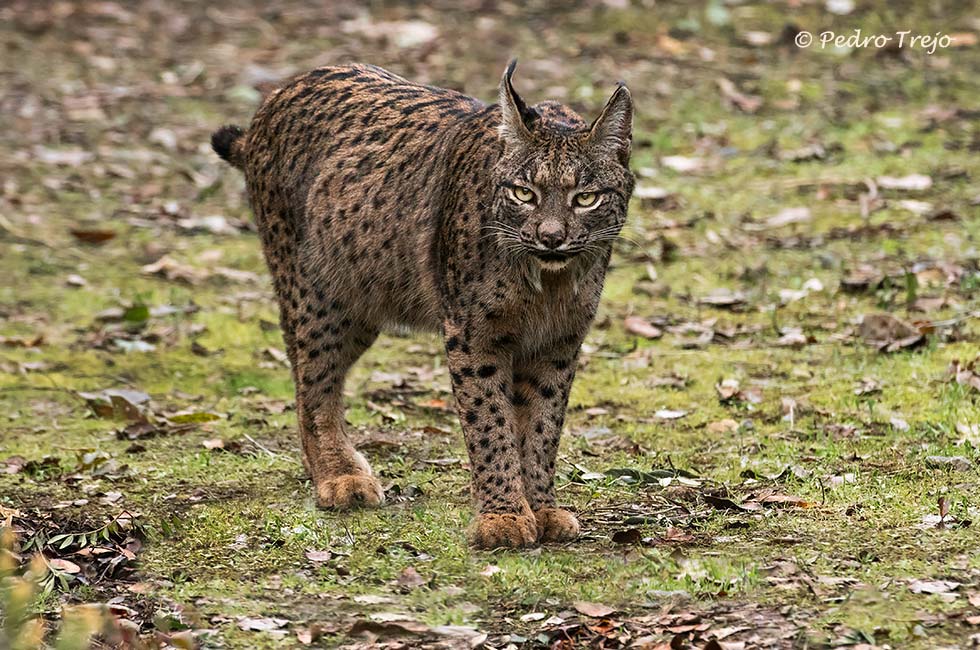 Lince iberico (Lynx pardinus)